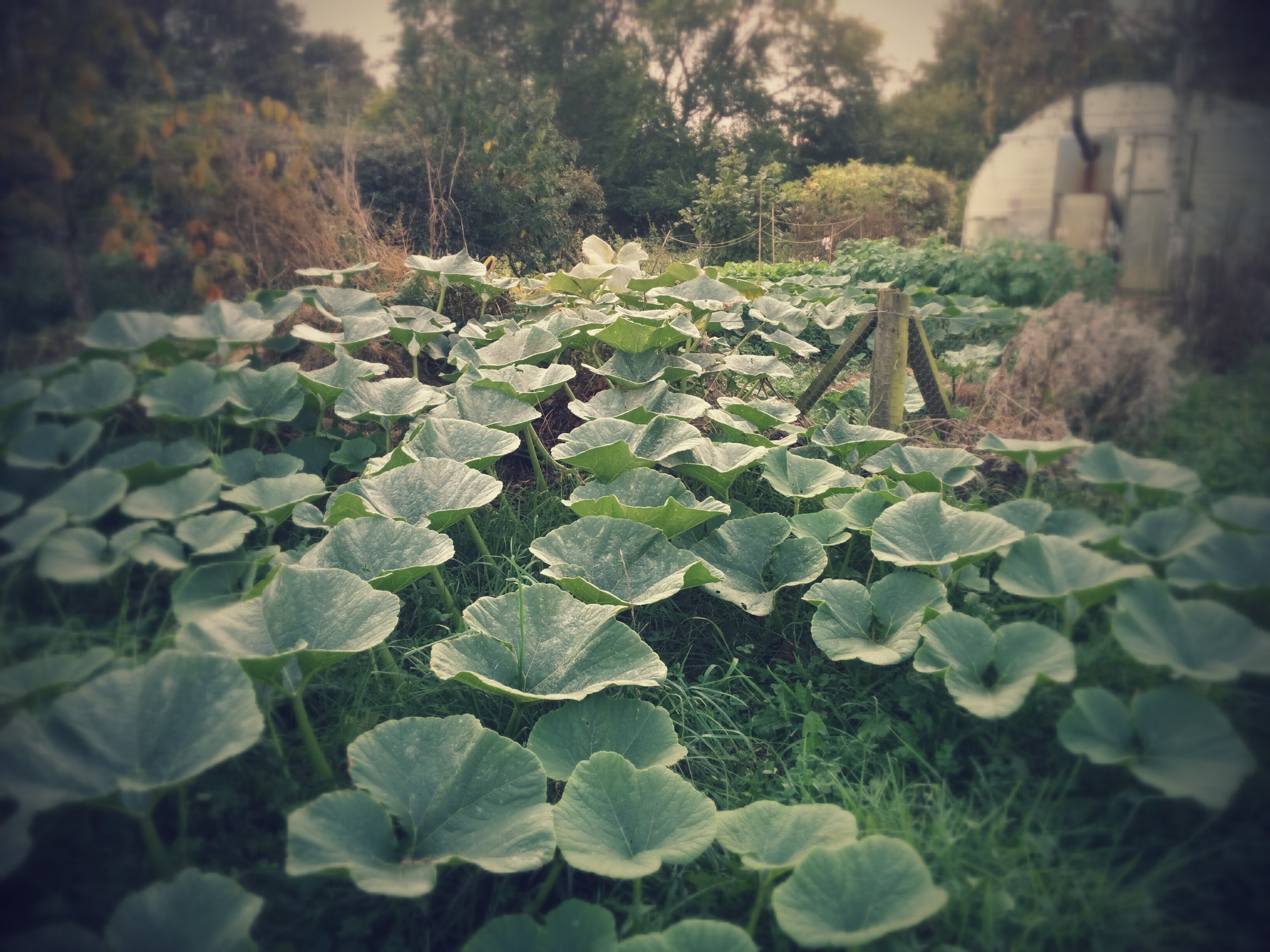 Triffid Squash