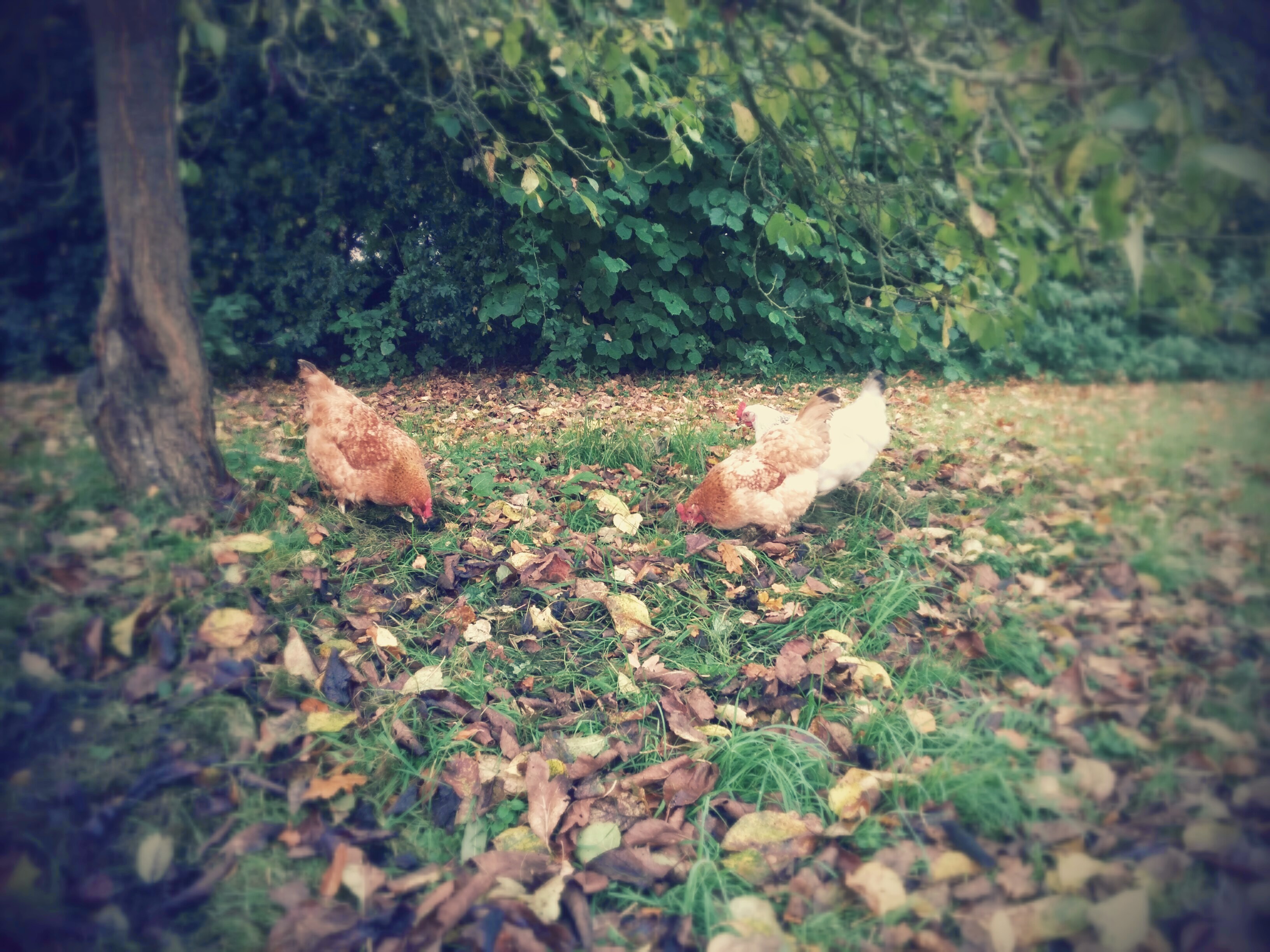 Chickens love autumn