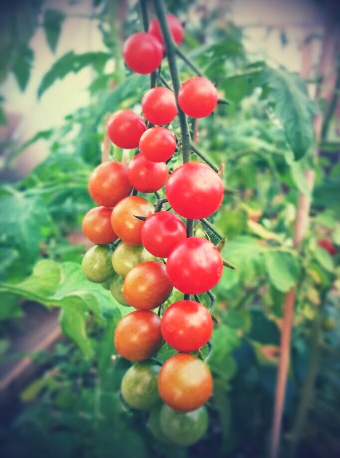 Tomatoes on the vine