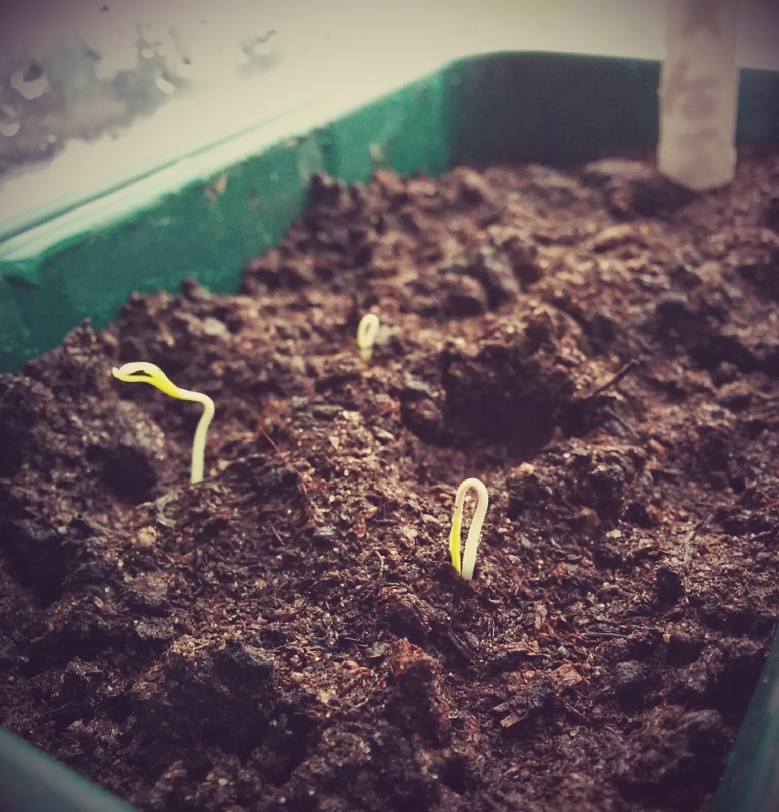 Germinating tomato seeds