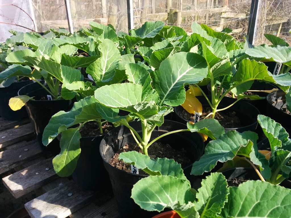 Broccoli and cauliflower plants