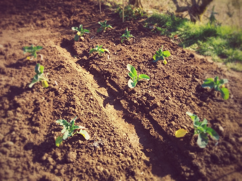 Rows of broccoli