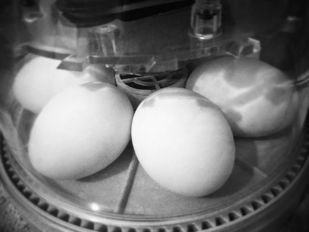 Duck eggs in the incubator