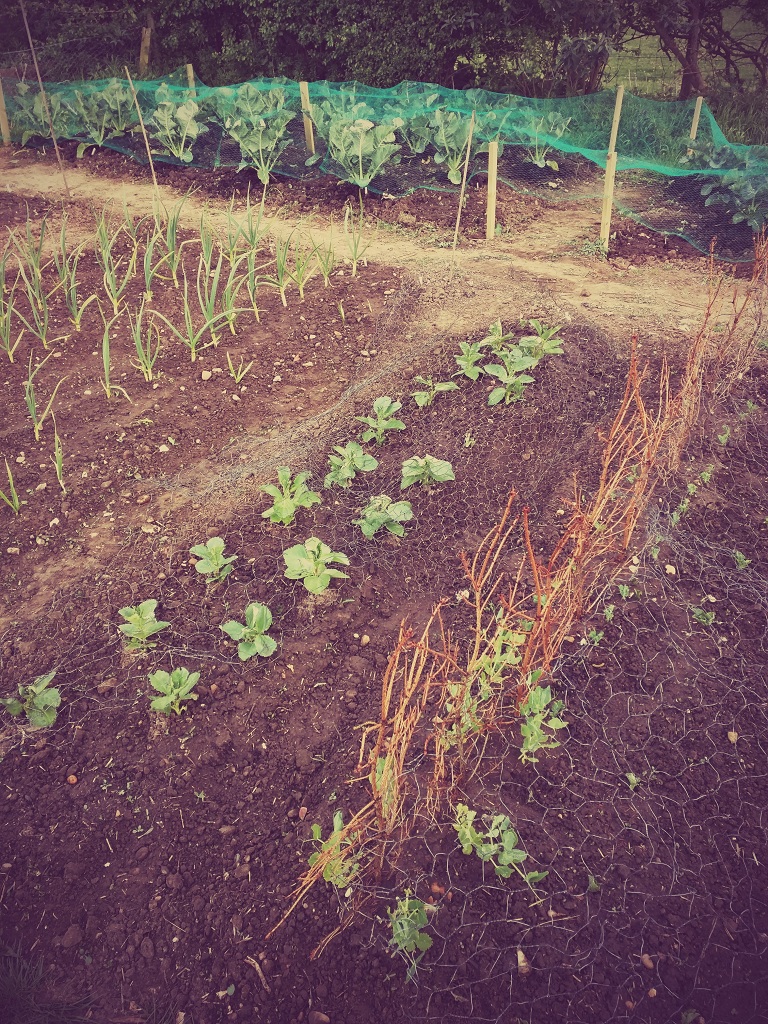 Veg plot