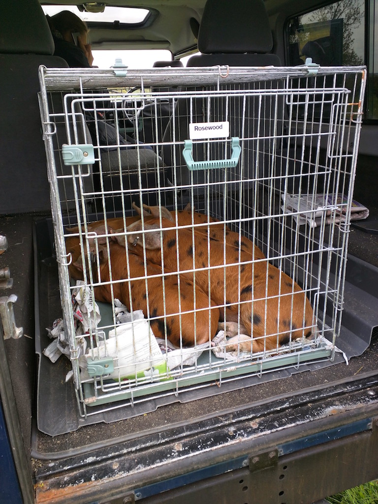 Pigs in the back of our Land Rover