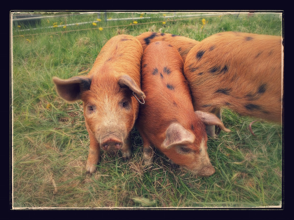 Pigs in their training pen