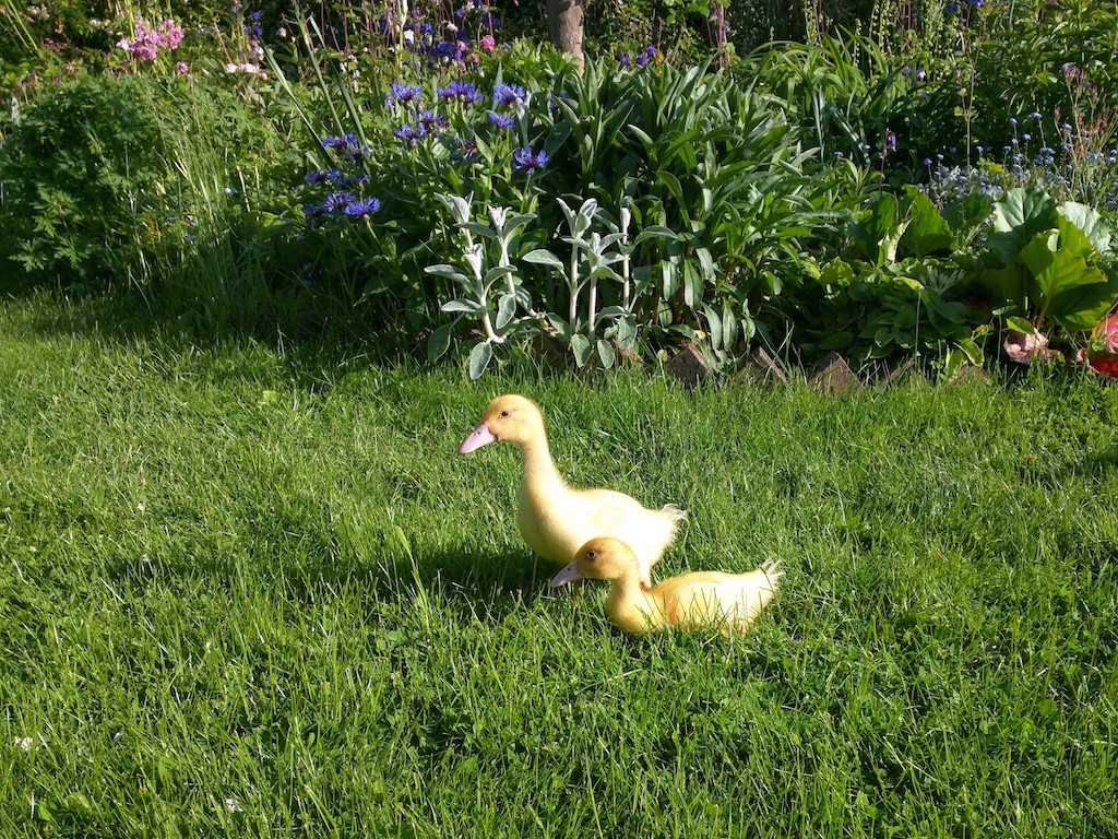 Free range ducklings