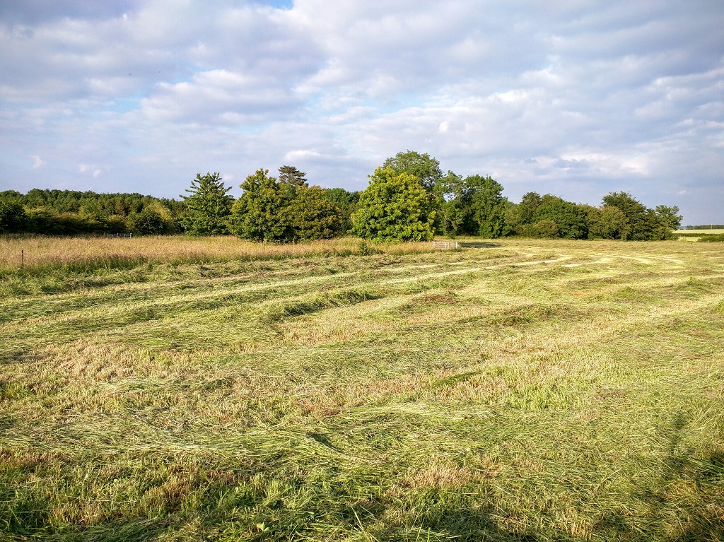 Field with mown grass