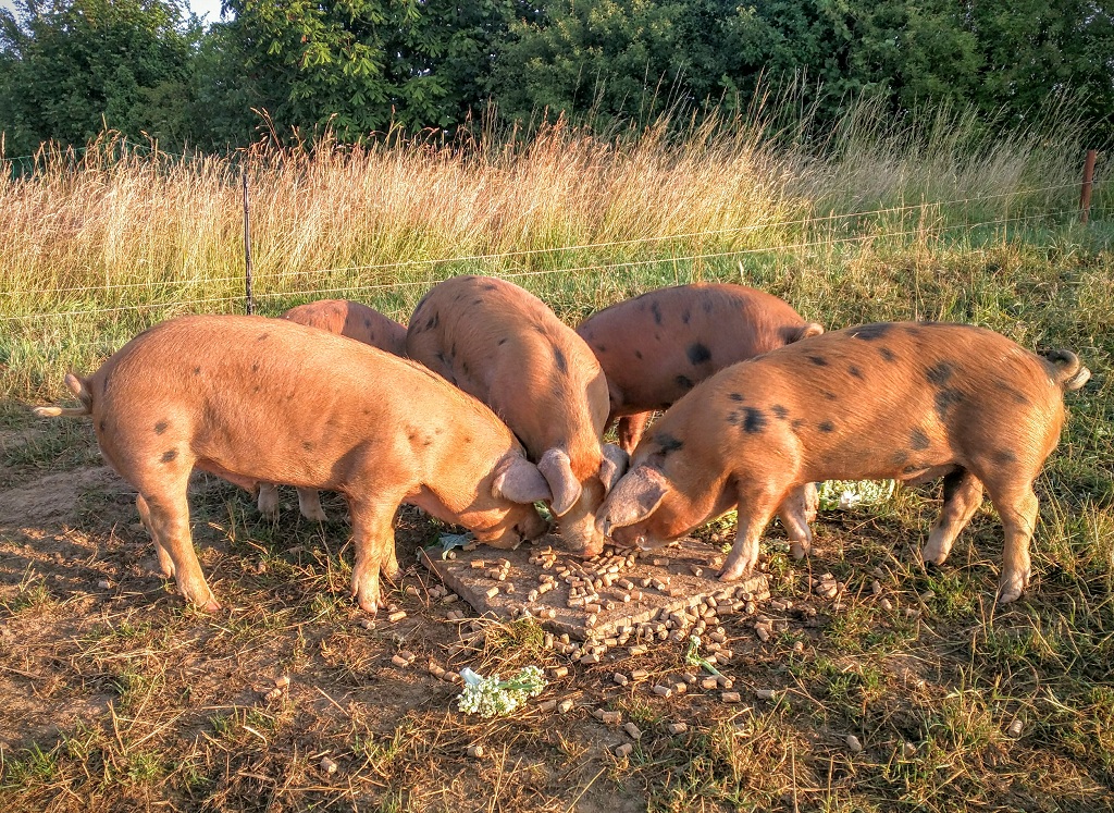 Feeding time