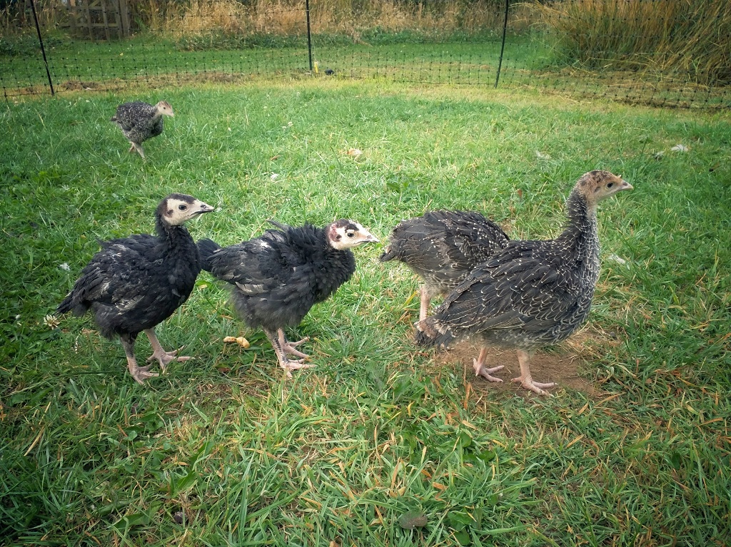 Turkey poults