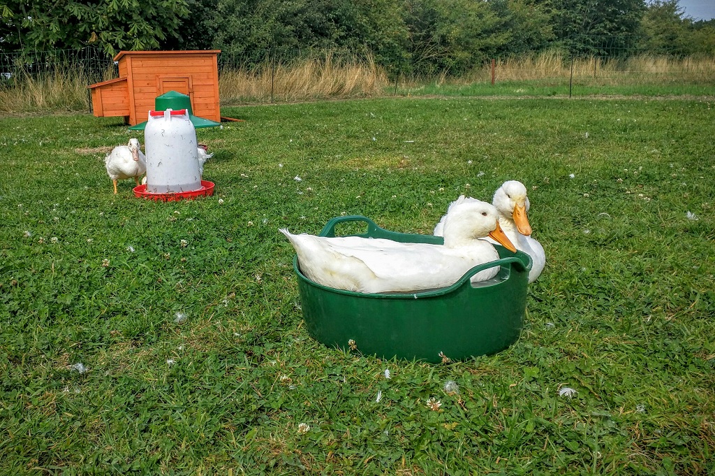 Aylesbury ducks