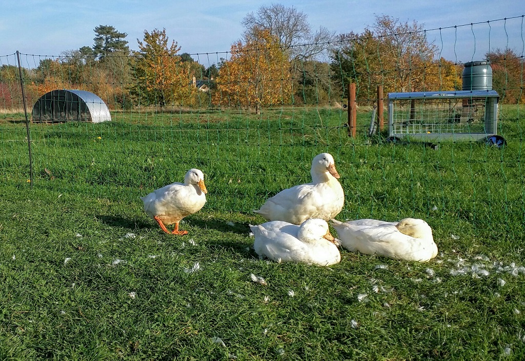 Sunbathing ducks