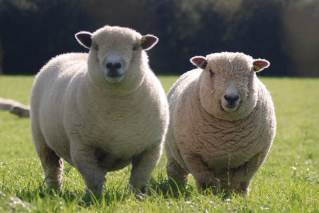 Ryeland sheep