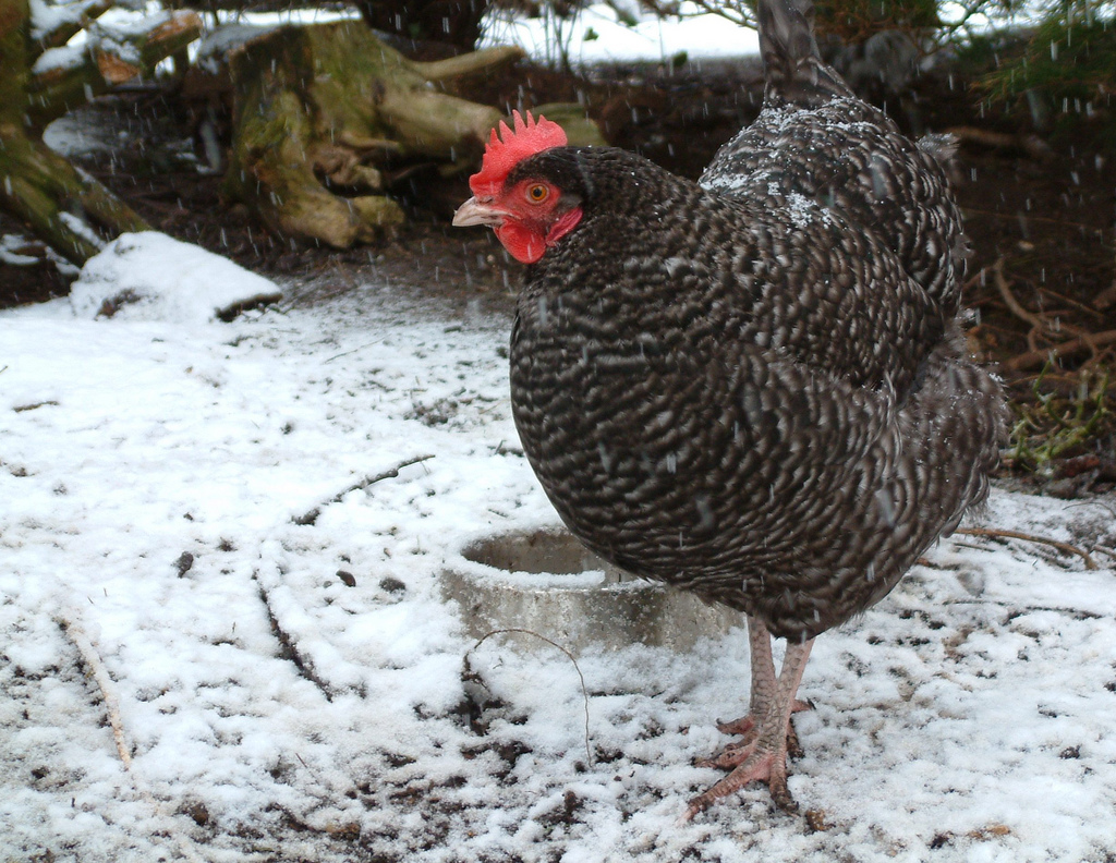 A Cuckoo Marans chicken