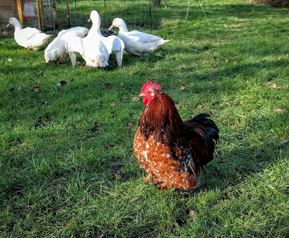 Tim free ranging