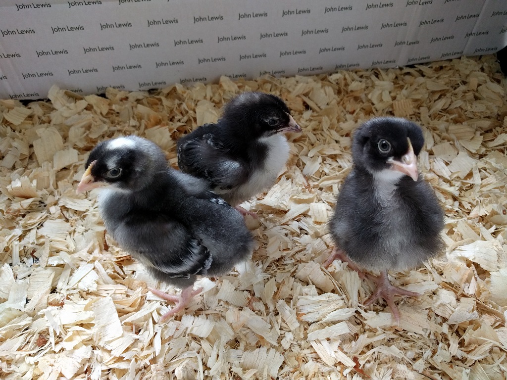 Cuckoo Marans chicks