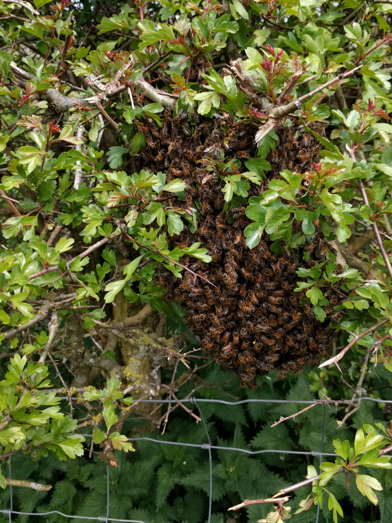 A swarm of bees