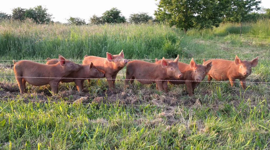 Tamworth weaners