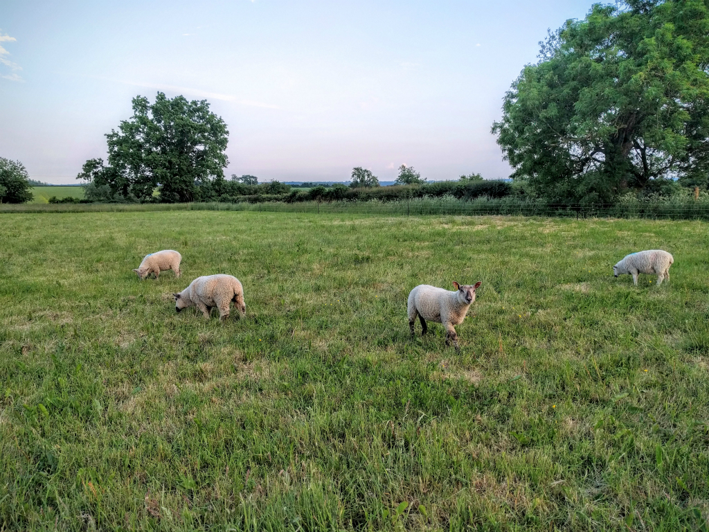 Lambs in the field