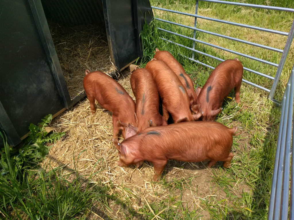 New pig arrivals