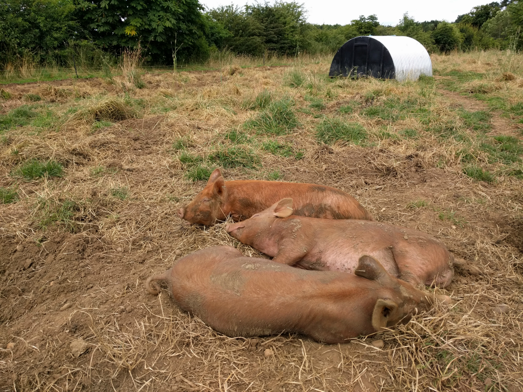 Contented pigs