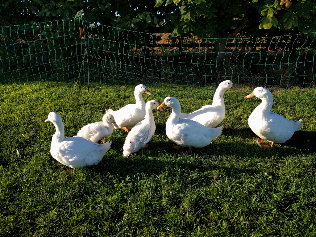 Ducks in the duck run