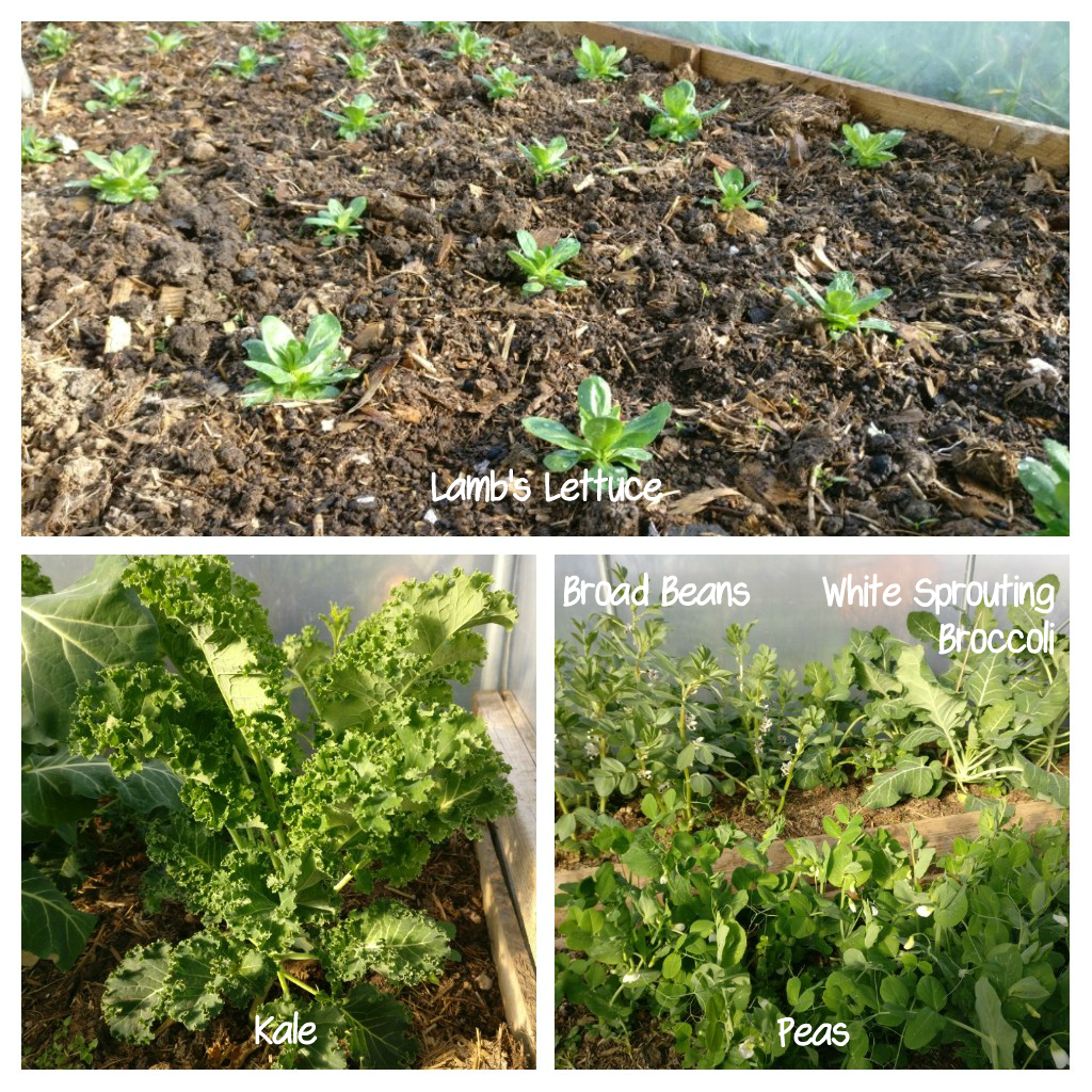 Overwintered veg