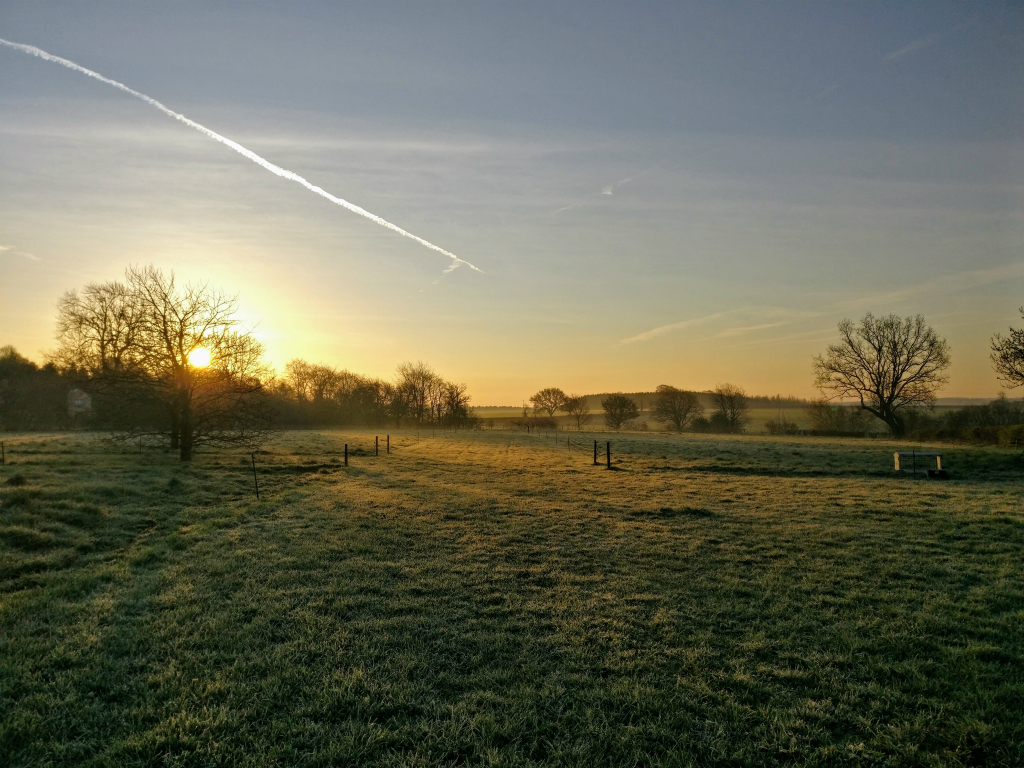 The field in spring