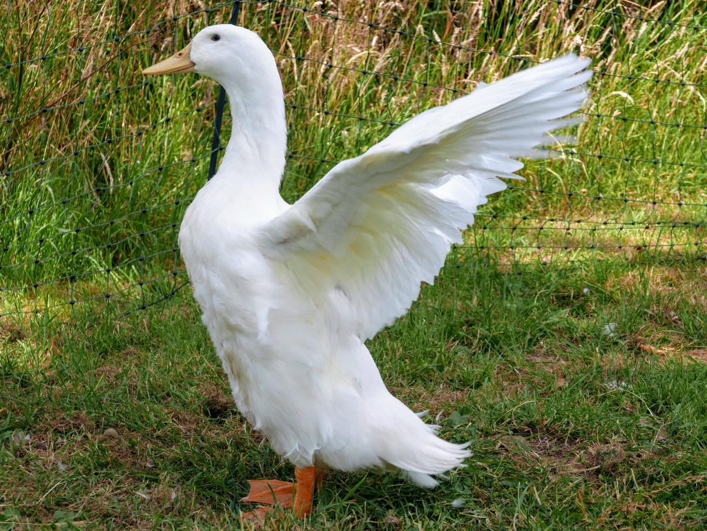 Aylesbury duck