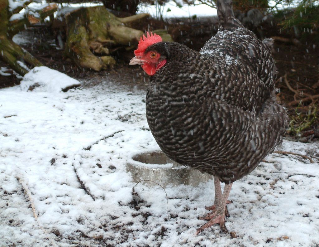 Cuckoo Marans