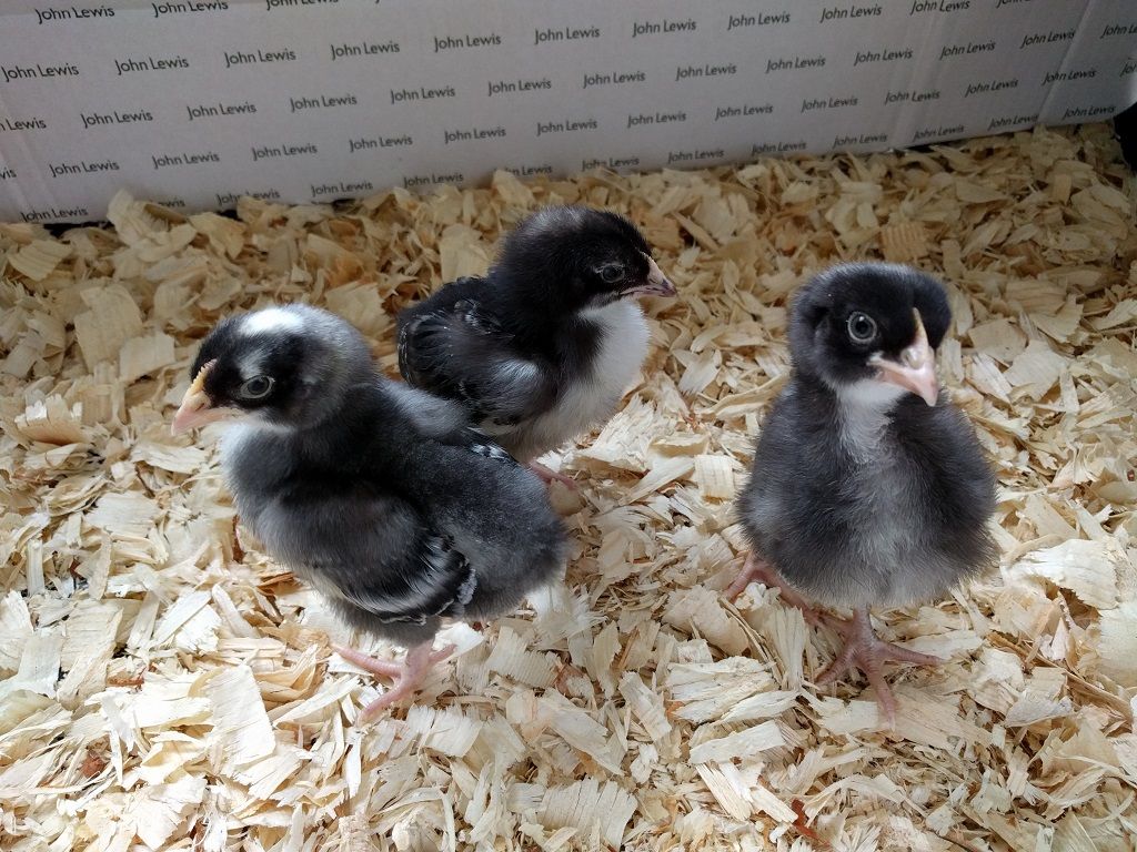 Marans chicks