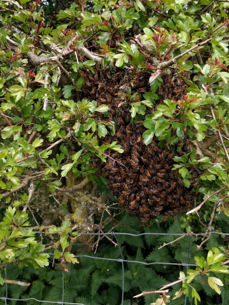 Swarming bees