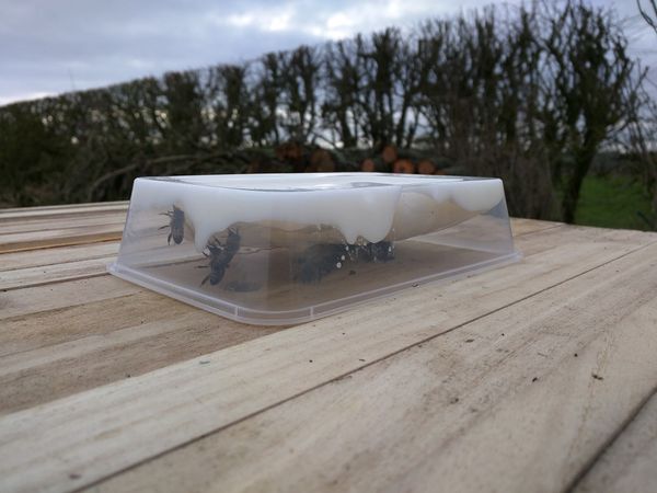 Feeding bees in winter