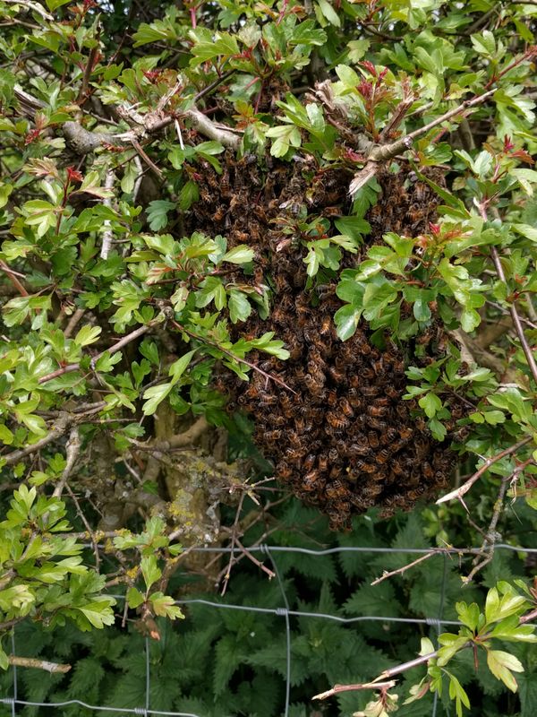 Swarming bees