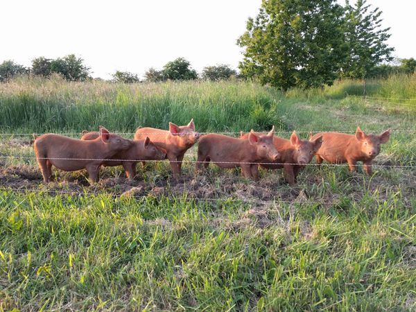Pigs 2016